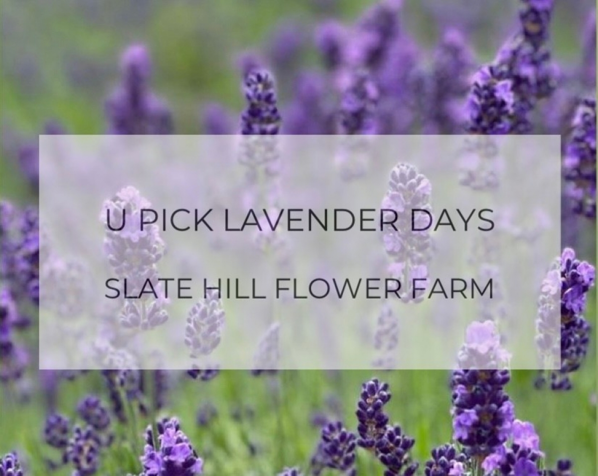U Pick Lavender Days on the Farm