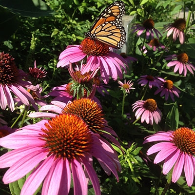 Annual Native Plant Sale at Baltimore Woods: Party for the Pollinators