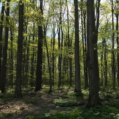 Forest Therapy Walk at Baltimore Woods