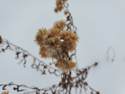 Sketching Nature Series: Discovering Winter Weeds